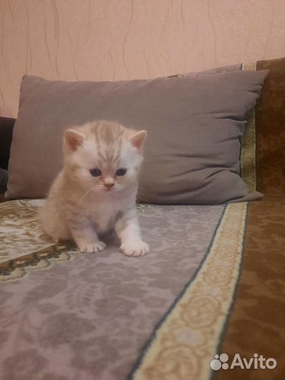 Британские котята
