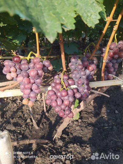 Саженцы винограда