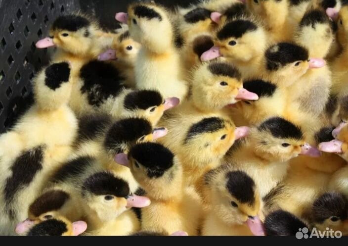 Утки муларды наличие