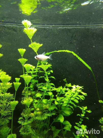 Аквариумные рыбки