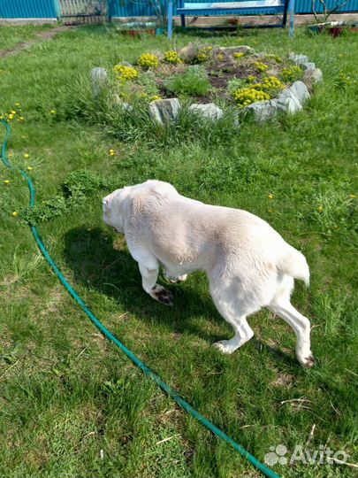 Собака, алабай девочка, 5 лет в хорошие руки