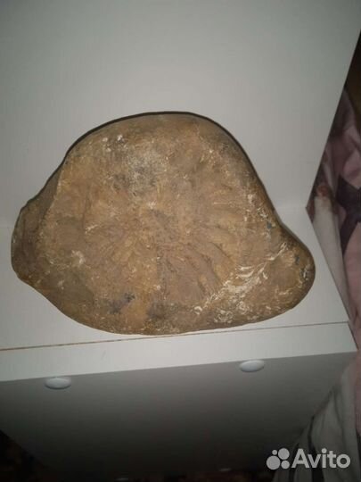 Камень с отпечатком древней улитки