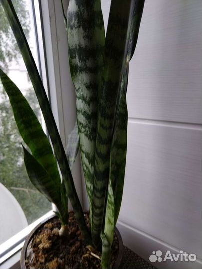 Сансильвиерия (тещин язык)