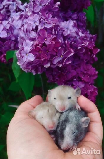 Крысята Дамбо уникальные