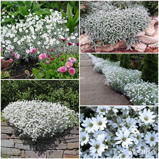 Ясколка многолетняя (отправлю почтой)