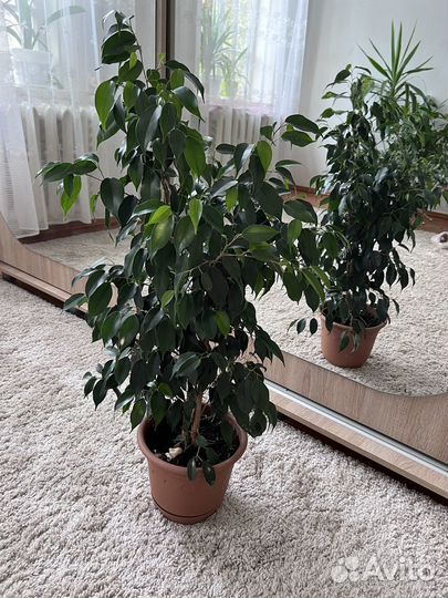 Фикус бенджамина и др цветы