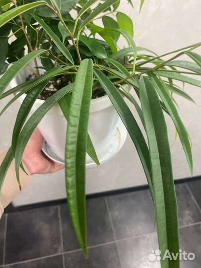 Комнатные растения(Фикус бенджамина, Фикус али)