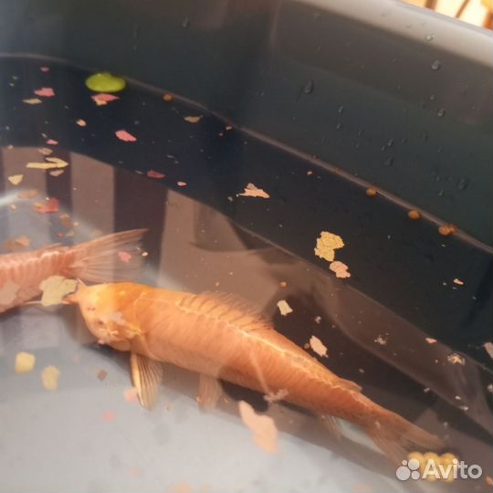 Аквариумные рыбы продажа