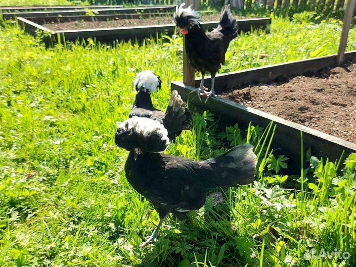 Семья кур Голландские белохохлые