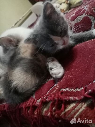Котенок в добрые руки
