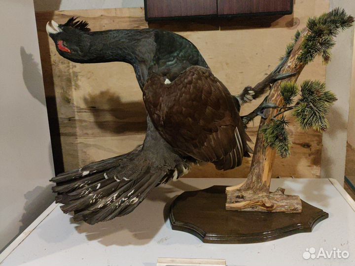 Чучело Глухаря