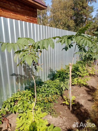 Саженцы орех маньчжурский, дубки