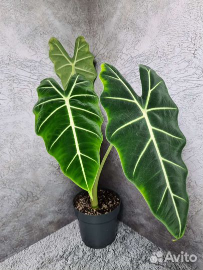 Алоказия Frydek