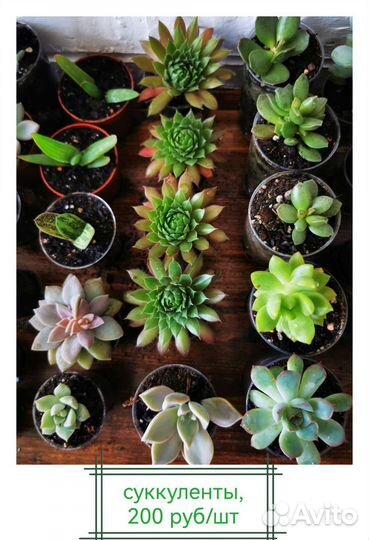 Суккуленты в горшках