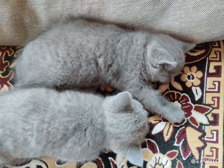 Британская