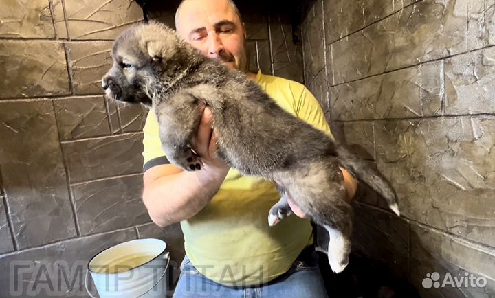 Армянский Гампр-Щенки