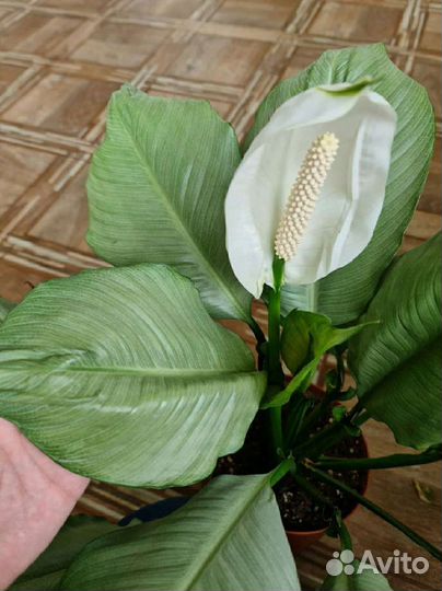 Спатифиллум Spilt Milk круглый лист (спилт милк)