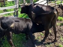 Коровы дойные молочные с телятами