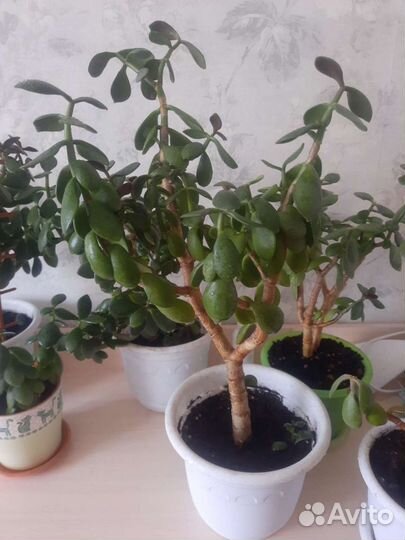 Толстянка (денежное дерево)