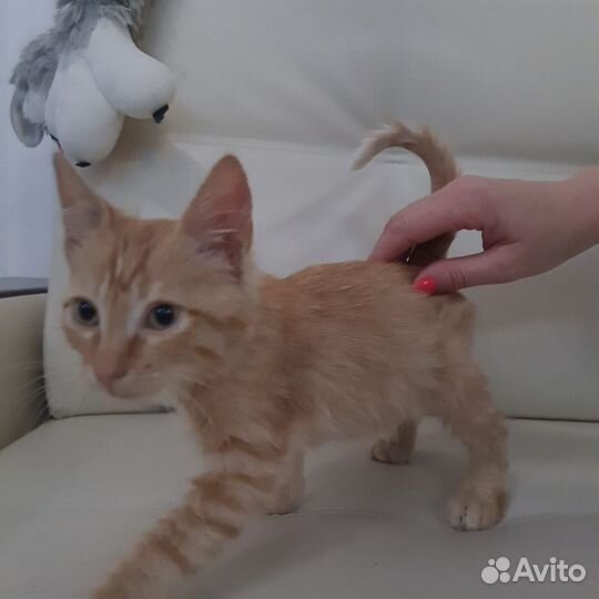 Рыжий красавчик в дар