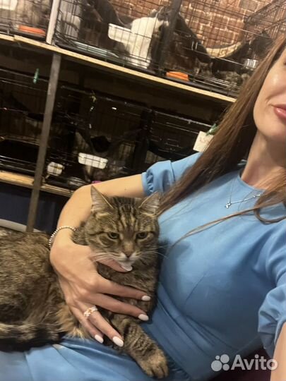 Большой, красивый Матроскин