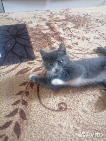 Кошка бесплатно