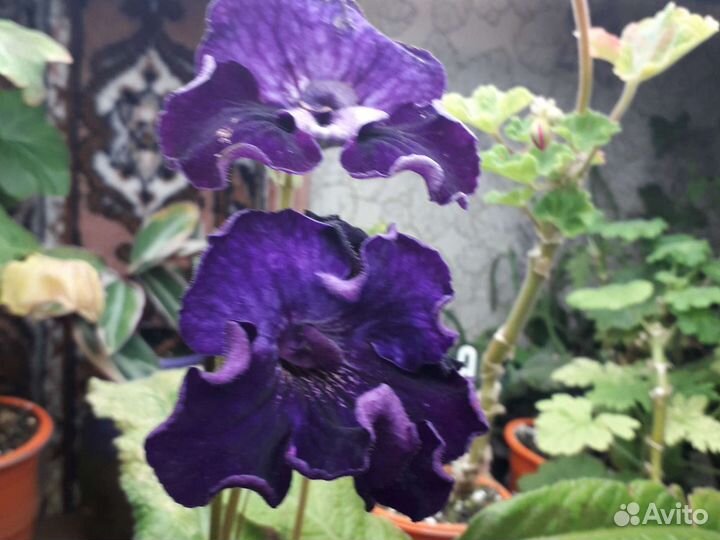 Фиалки(сенполии) глоксинии и стрептокарпусы