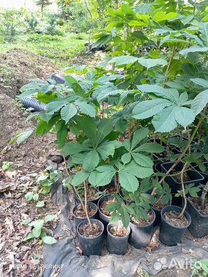 Лимонник, каштан, дуб красный