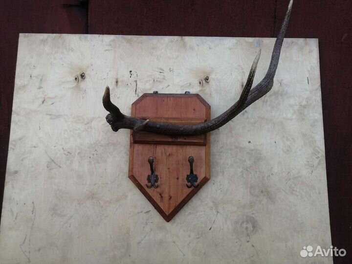 Продам рога лося