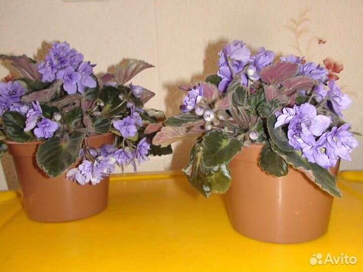 Комнатные растения