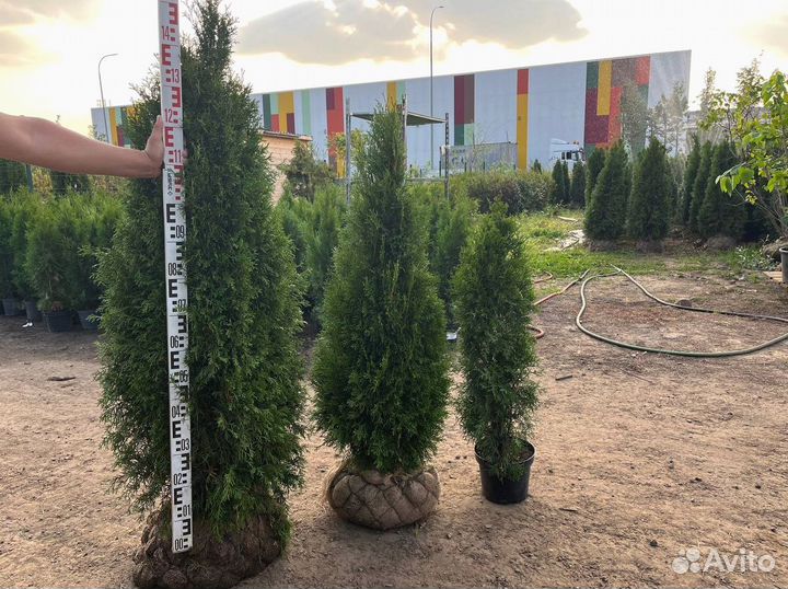 Туя Смарагд