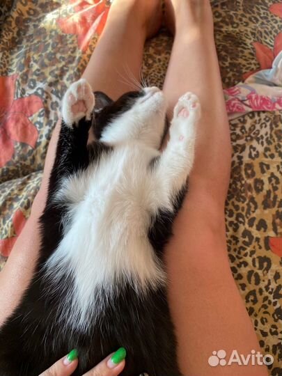 Кошка