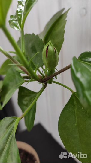 Комнатные растения. Набор