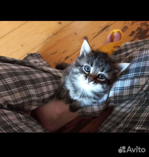 Ласковые,нежные комочки в добрые руки