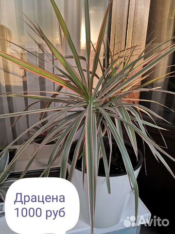 Комнатные растения