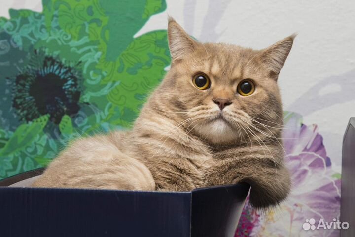 Кот шотландец