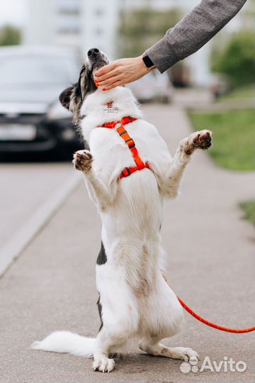 Собака Луна в добрые руки