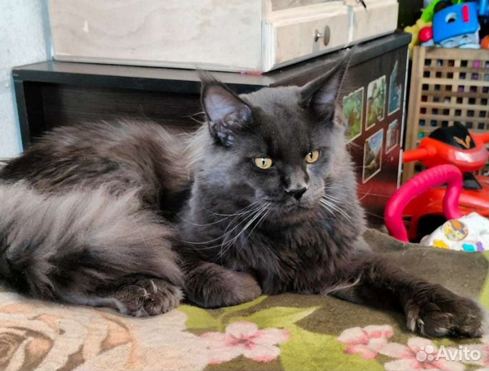 Мейн-кун полидакты бронирование