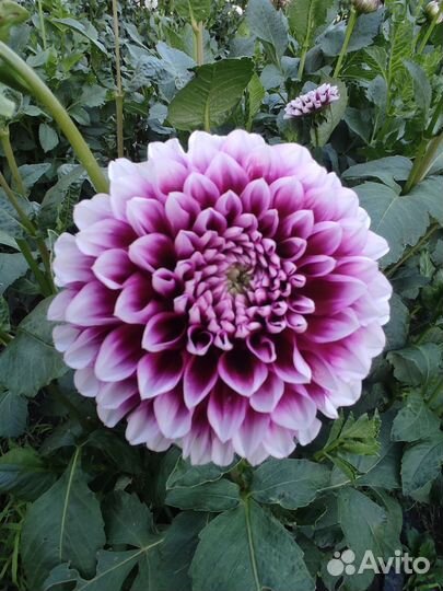 Георгины клубни