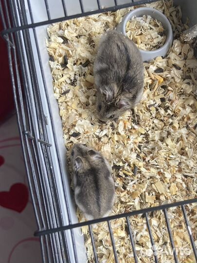 Джунгарский хомяк бесплатно