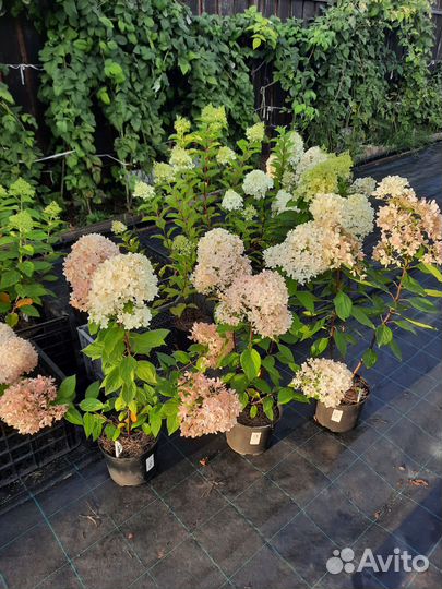 Гортензия метельчатая