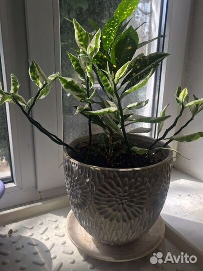 Комнатные растения