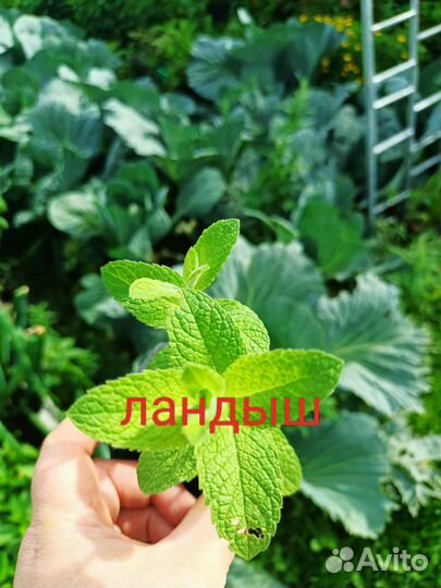 Мята в ассортименте