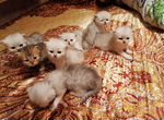 Персидские котята, шиншиллы
