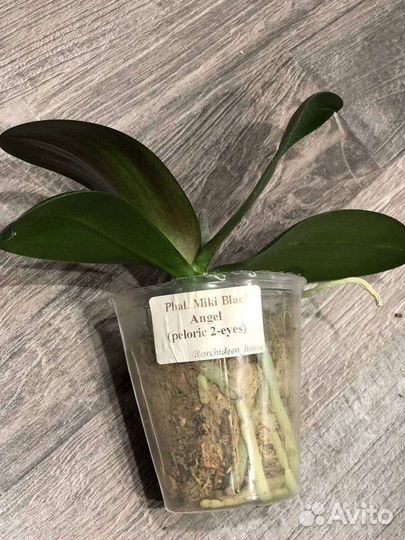 Phal.Miki Black Angel (variation)