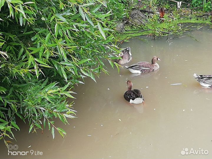 Гуси дикие подсадные