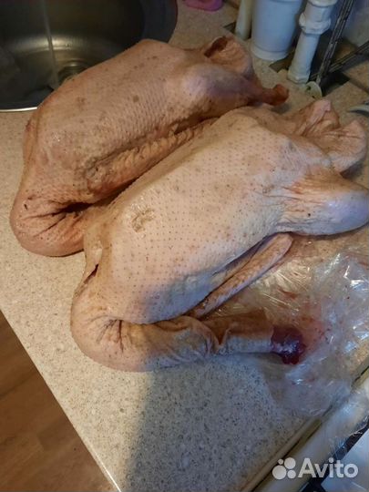 Фазан Гусь. Пепепела Индейка Куры