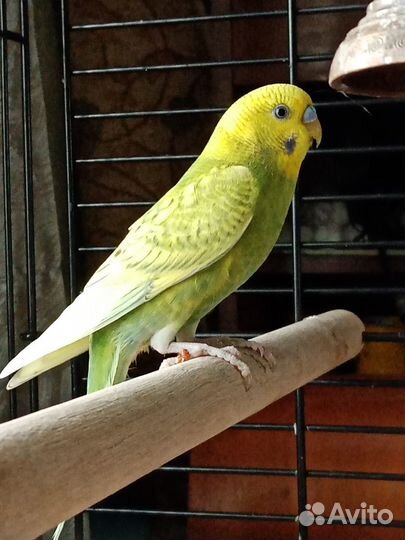 Волнистые попугайчики