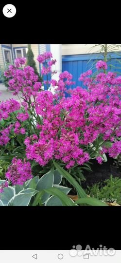 Многолетние цветы