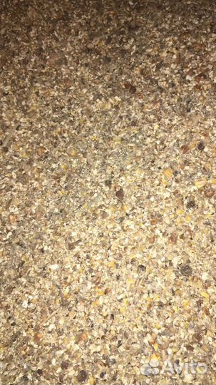 Кукуруза кормовая